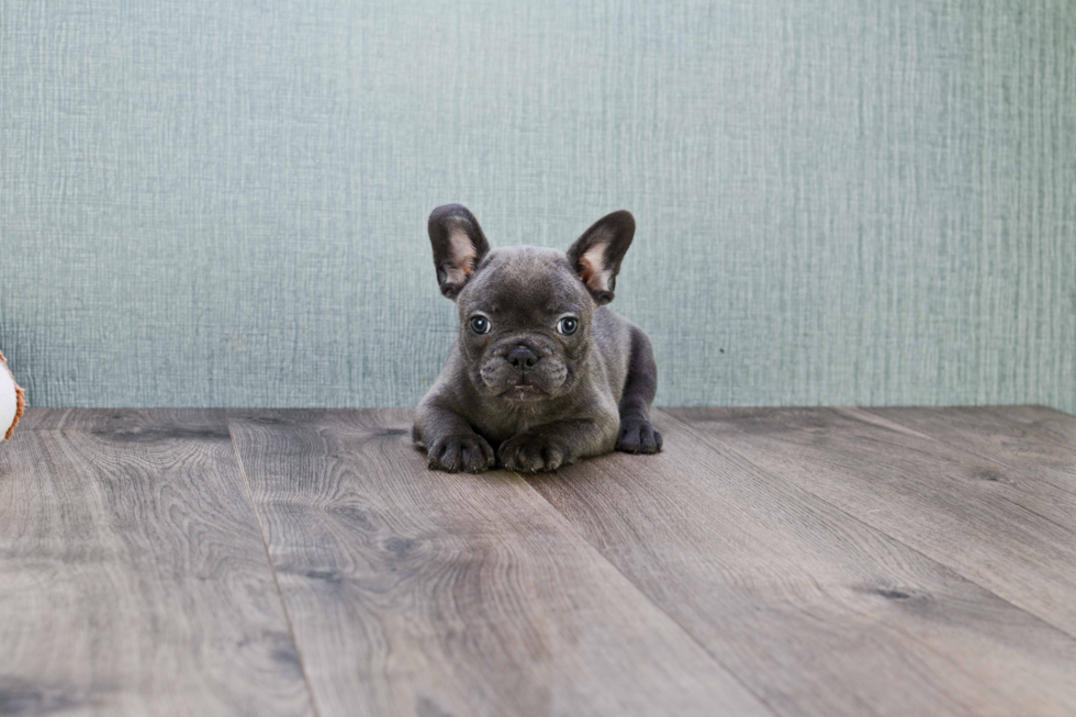 Smart Frenchie Purebred Puppy