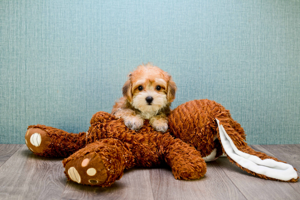 Friendly Morkie Baby