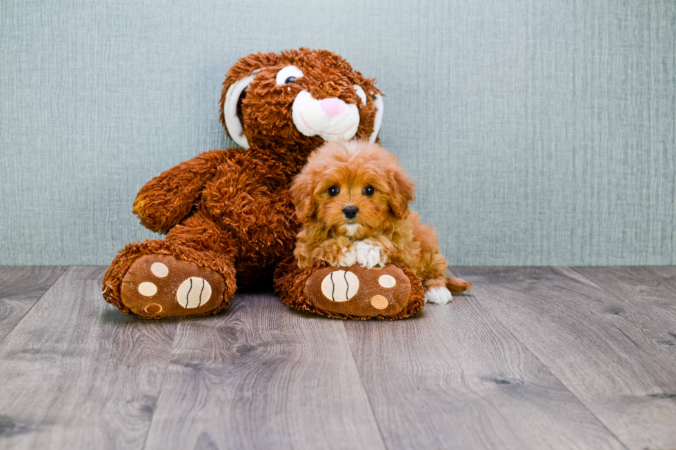 Cavapoo Pup Being Cute