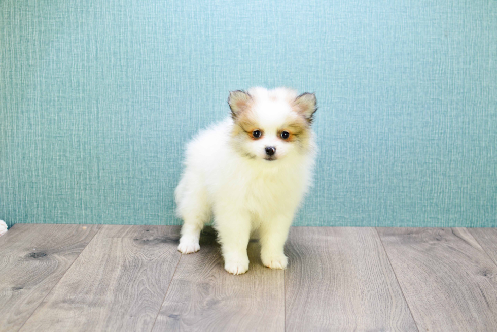 Adorable Pomeranian Purebred Puppy