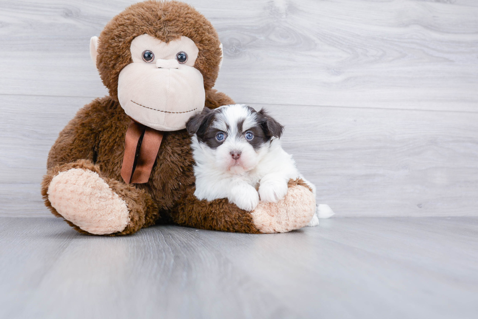 Popular Havanese Purebred Pup