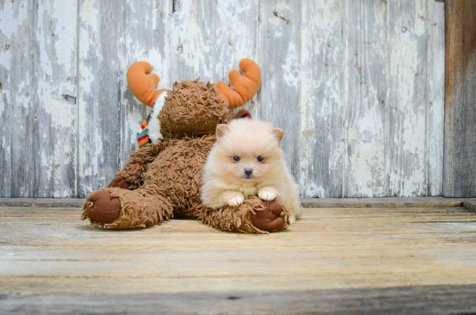 Pomeranian Pup Being Cute