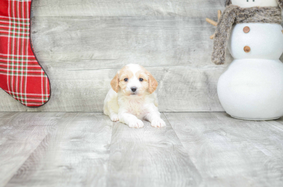 Cavachon Pup Being Cute
