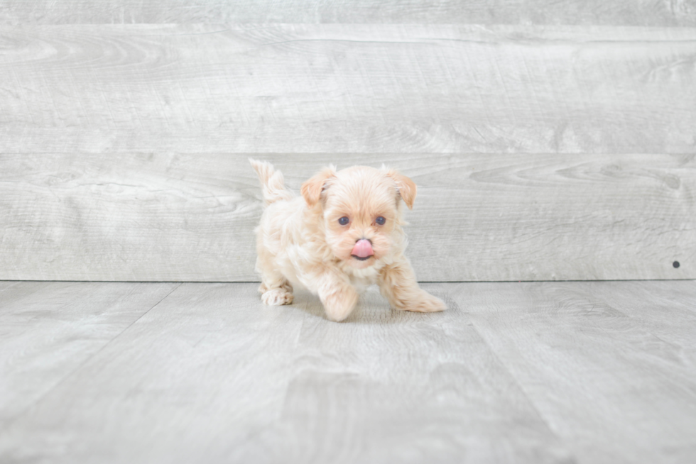 Best Maltipoo Baby