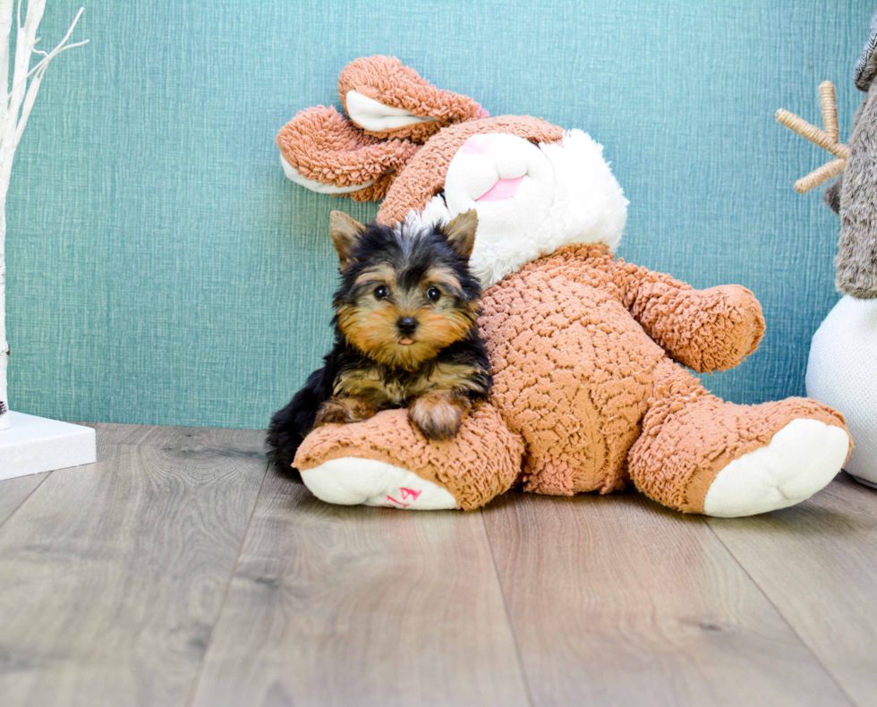 Meet Micro-Teacup-Alexandria - our Yorkshire Terrier Puppy Photo 