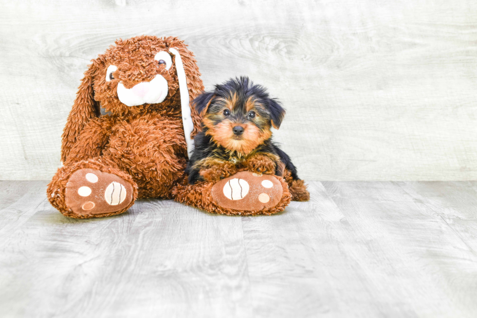 Meet Snickers - our Yorkshire Terrier Puppy Photo 