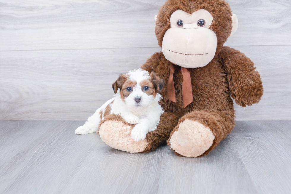 Popular Teddy Bear Designer Pup