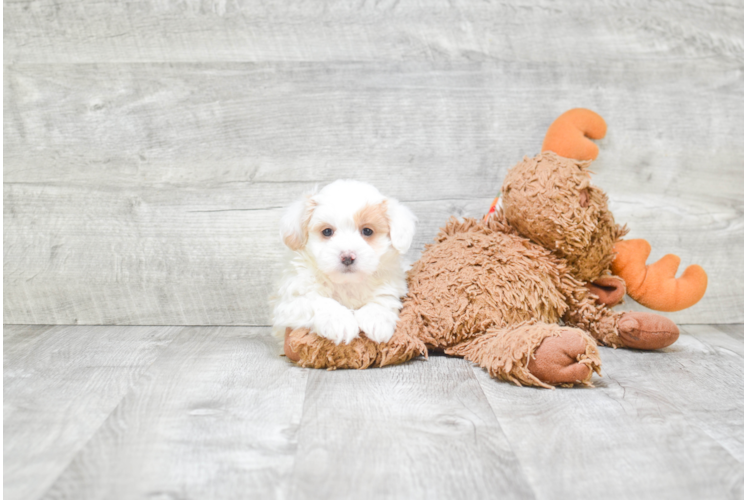 Maltipoo Pup Being Cute