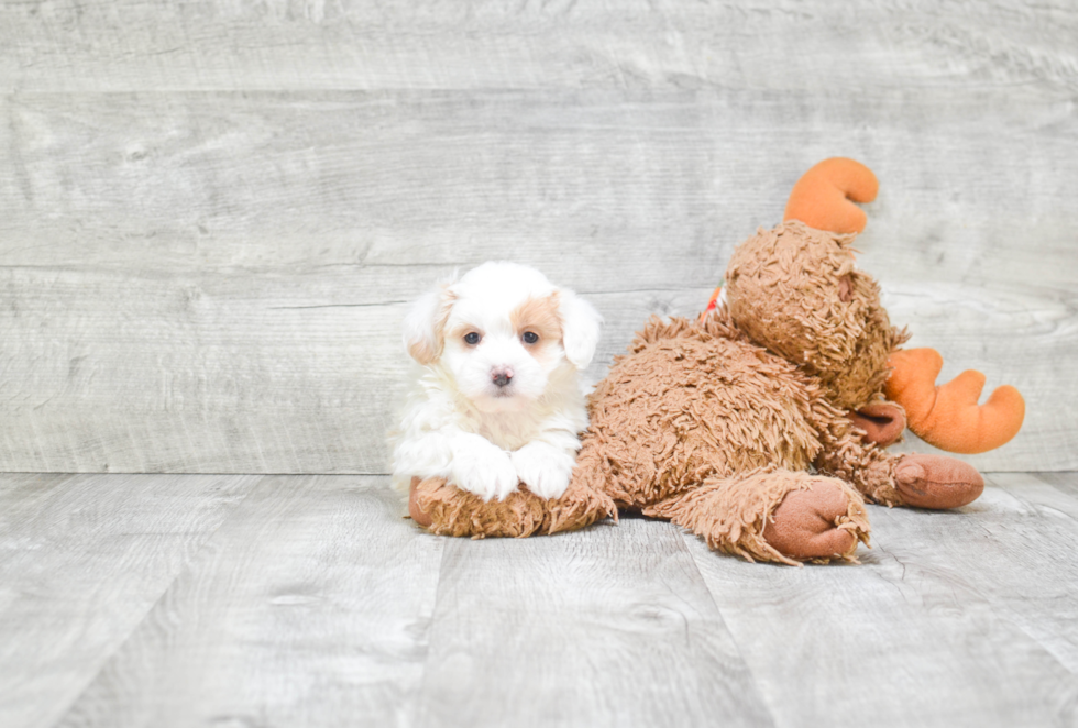 Maltipoo Pup Being Cute