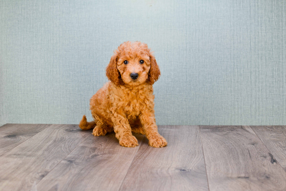 Smart Mini Goldendoodle Poodle Mix Pup