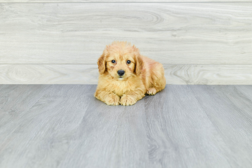 Best Mini Goldendoodle Baby