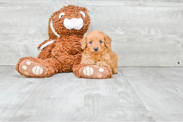 Mini Goldendoodle Puppy for Adoption