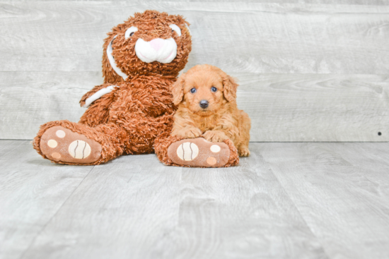 Mini Goldendoodle Puppy for Adoption