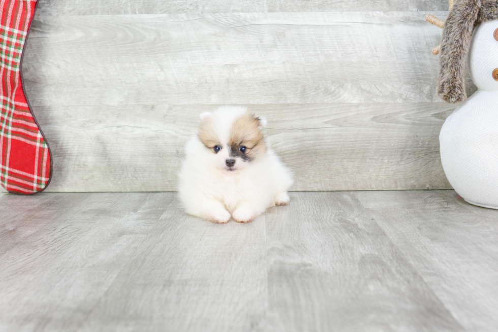 Pomeranian Pup Being Cute