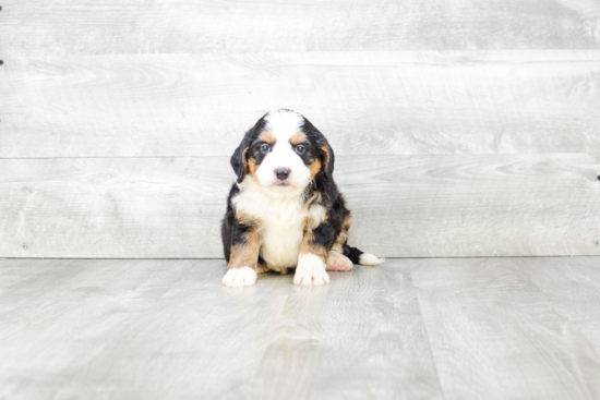 Adorable Mini Berniedoodle Poodle Mix Puppy