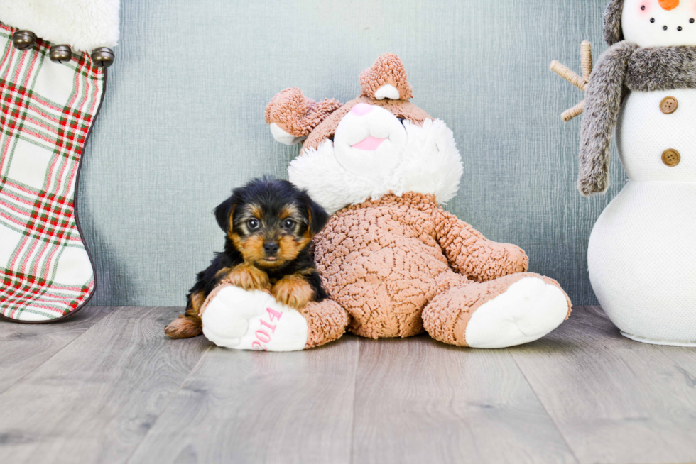 Meet Joey - our Yorkshire Terrier Puppy Photo 