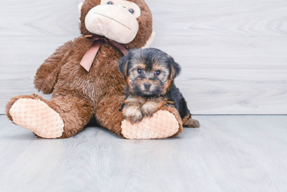 Meet Twinkle - our Yorkshire Terrier Puppy Photo 