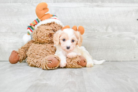 Cavachon Puppy for Adoption