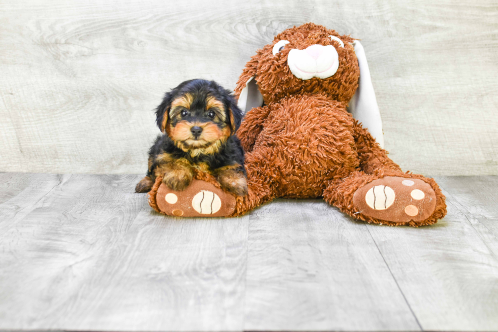 Meet Capone - our Yorkshire Terrier Puppy Photo 