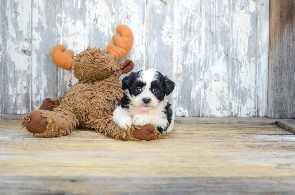 Teddy Bear Pup Being Cute