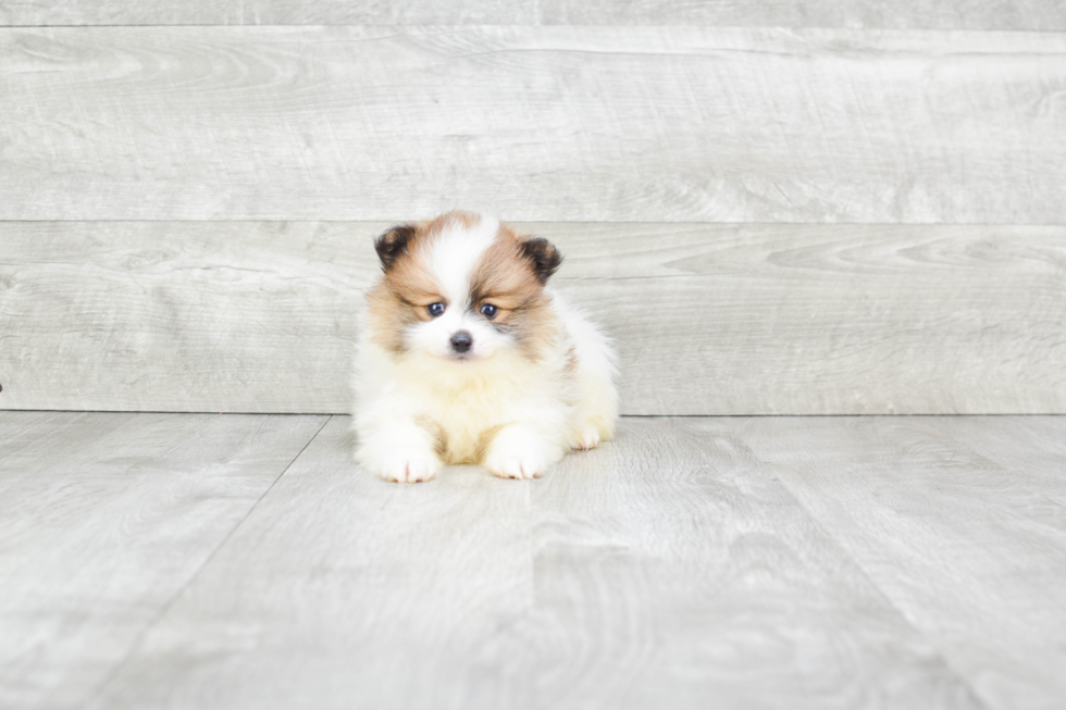 Funny Pomeranian Purebred Pup