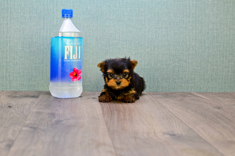 Meet Miss Perfection - our Yorkshire Terrier Puppy Photo 