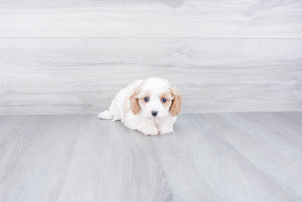 Cavapoo Puppy for Adoption