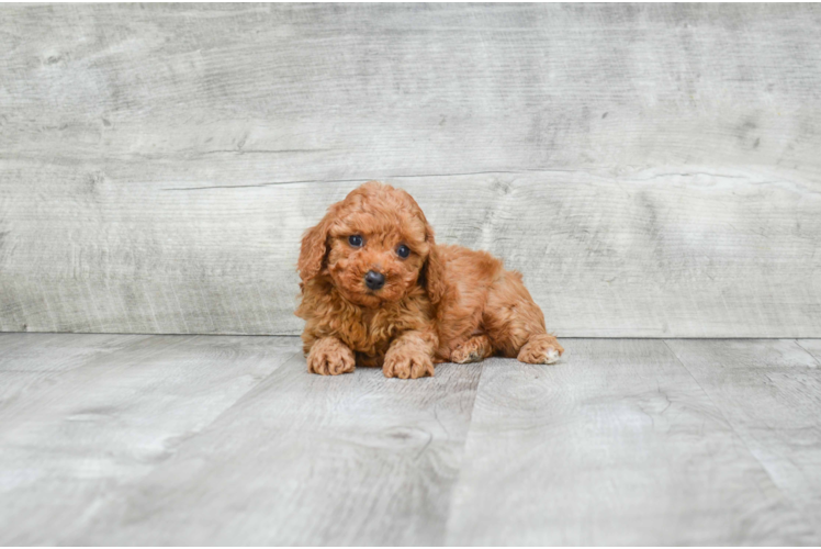 Cavapoo Pup Being Cute