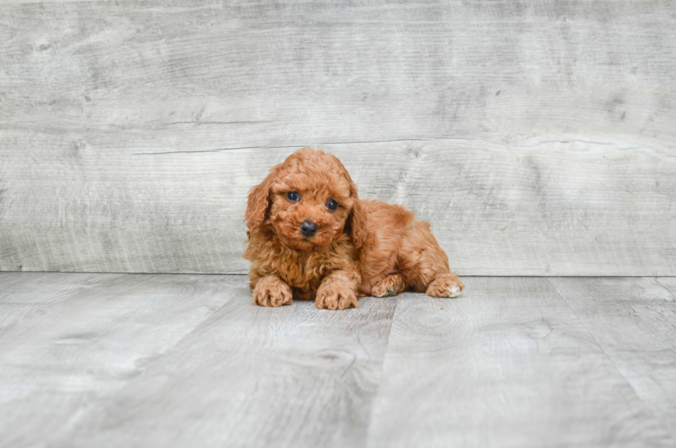 Cavapoo Pup Being Cute