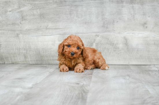 Cavapoo Pup Being Cute