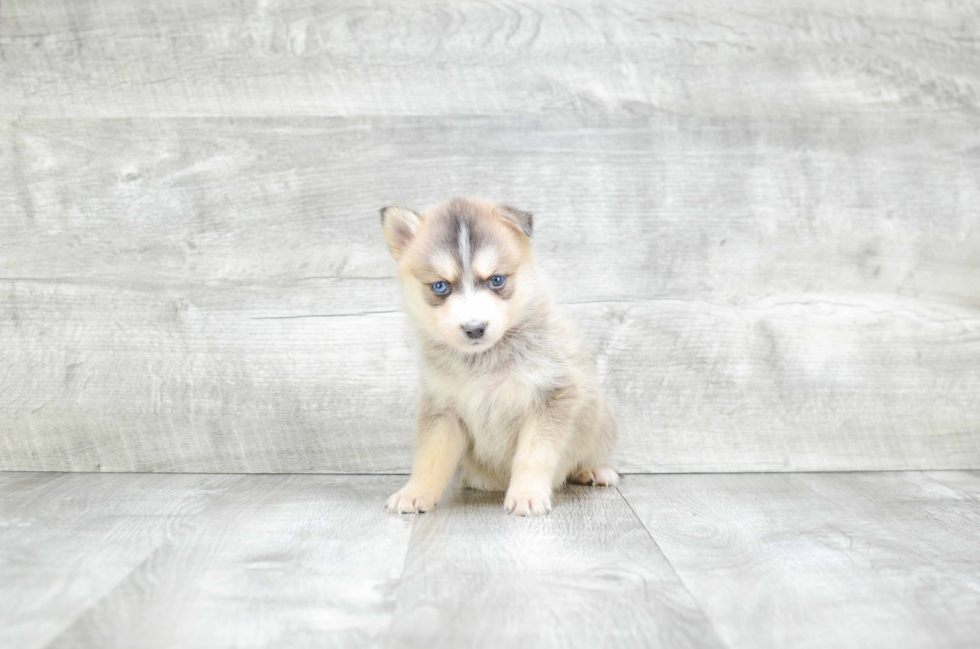 Best Pomsky Baby