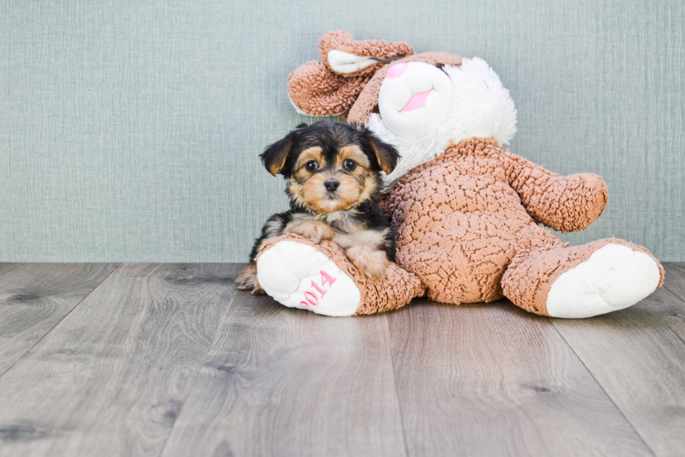 Morkie Pup Being Cute