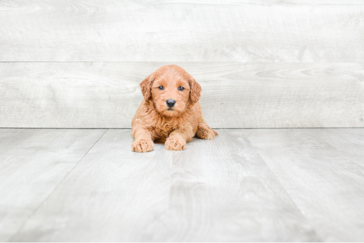 Mini Goldendoodle Pup Being Cute