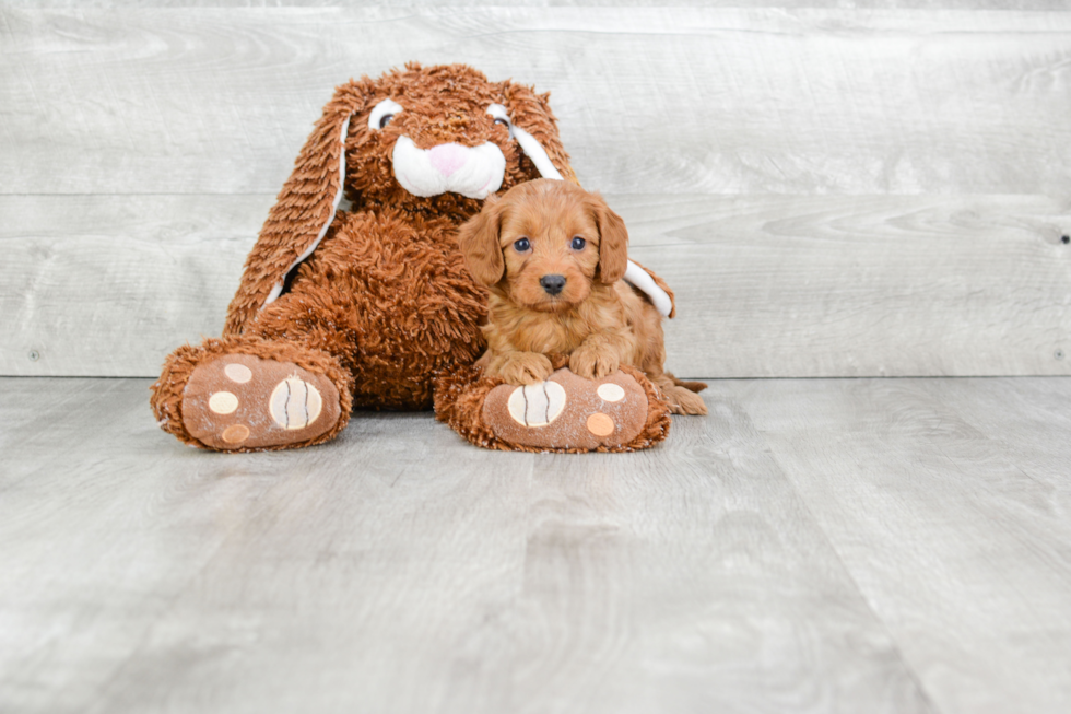 Adorable Cavoodle Poodle Mix Puppy