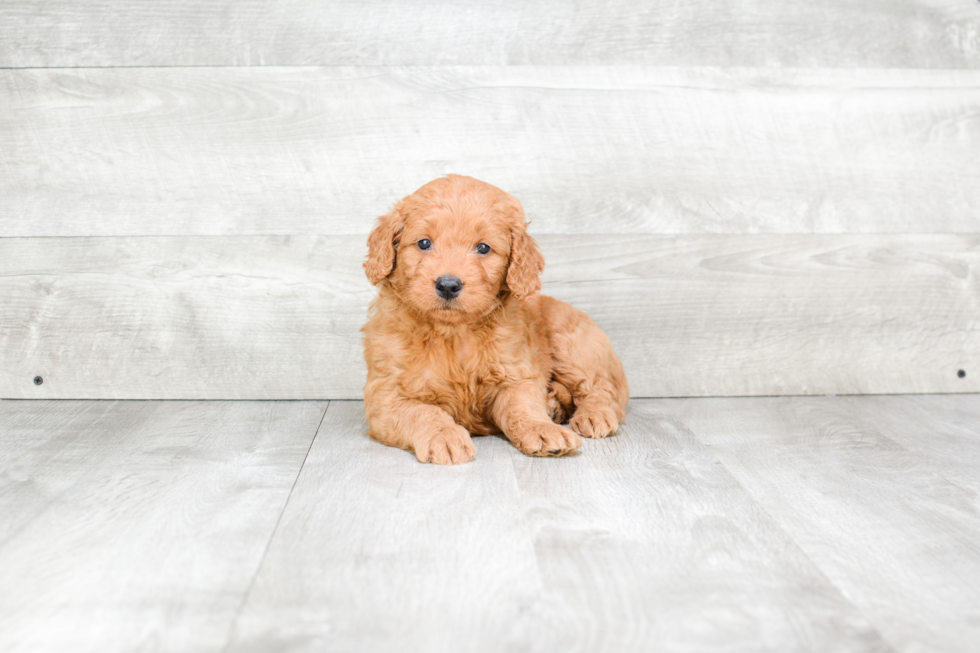 Best Mini Goldendoodle Baby