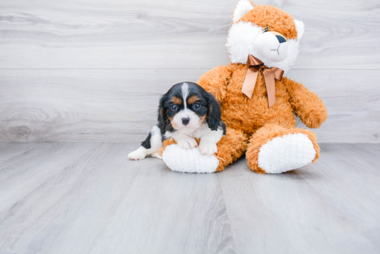 Cavalier King Charles Spaniel Puppy for Adoption