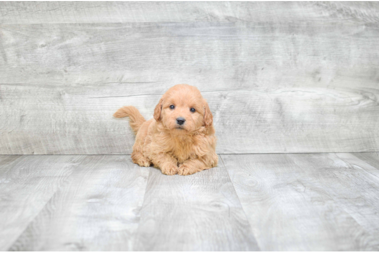 Mini Goldendoodle Pup Being Cute