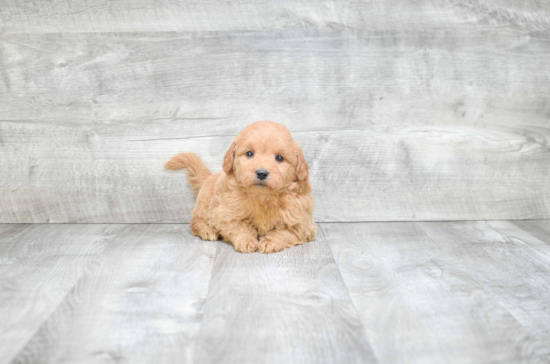 Mini Goldendoodle Pup Being Cute