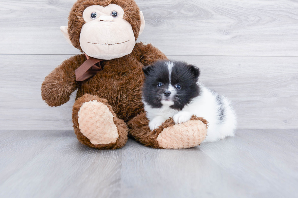 Sweet Pomeranian Purebred Puppy