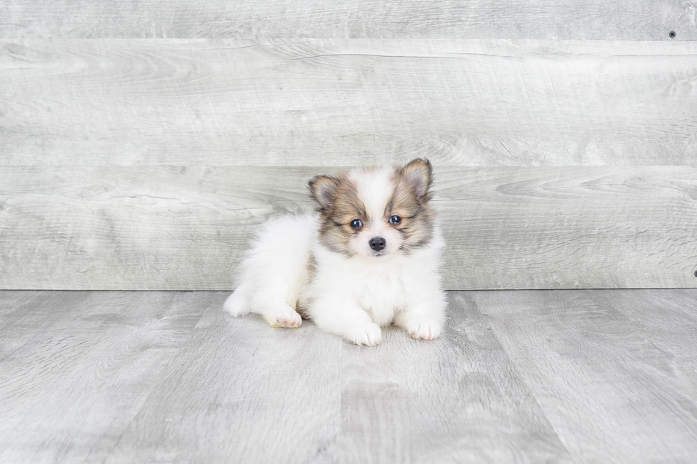 Pomeranian Pup Being Cute