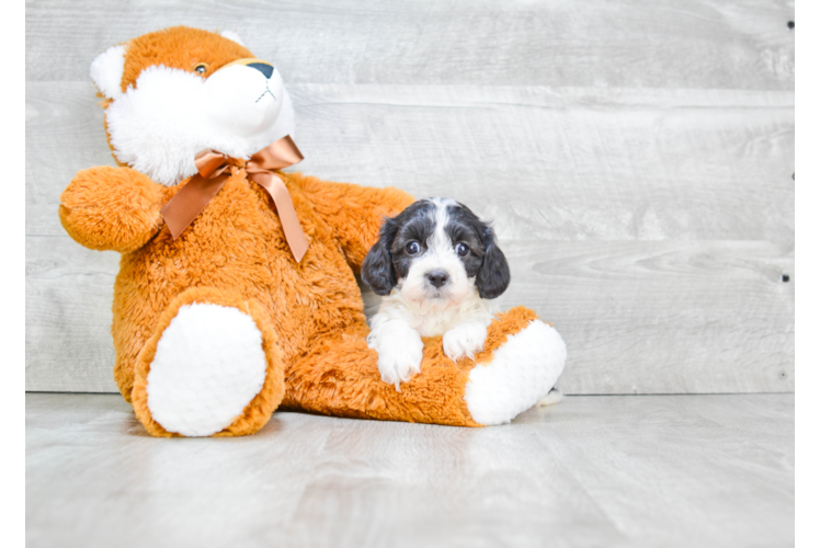 Fluffy Cavapoo Poodle Mix Pup