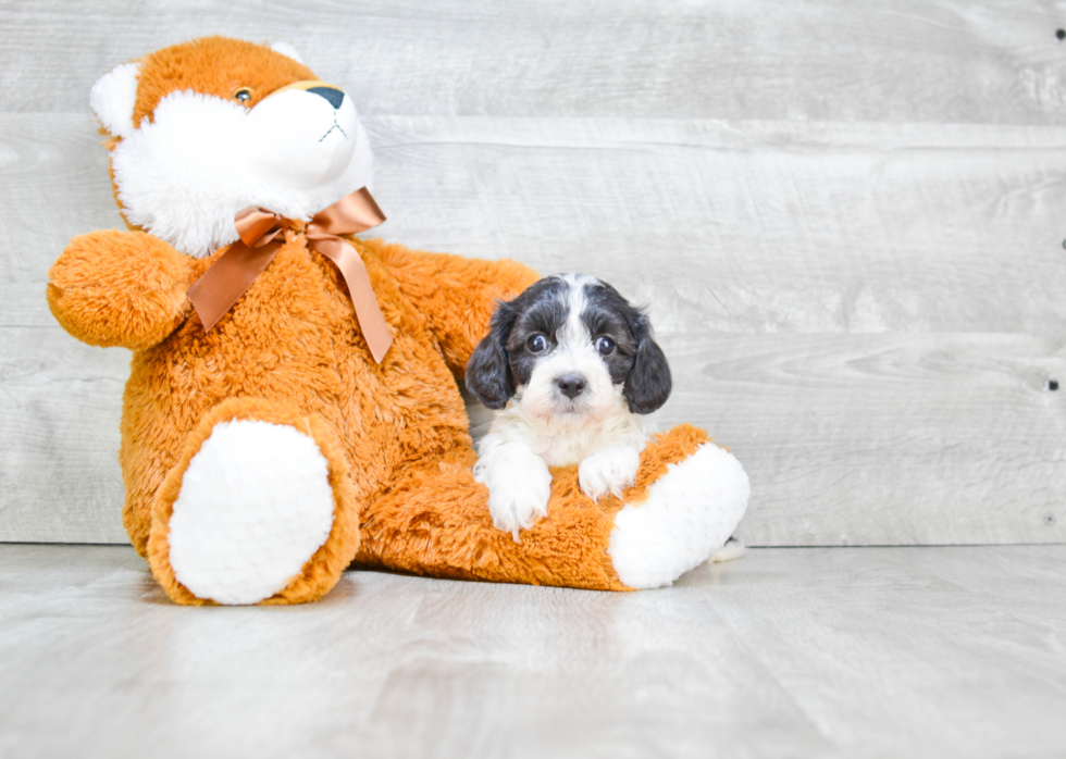 Fluffy Cavapoo Poodle Mix Pup