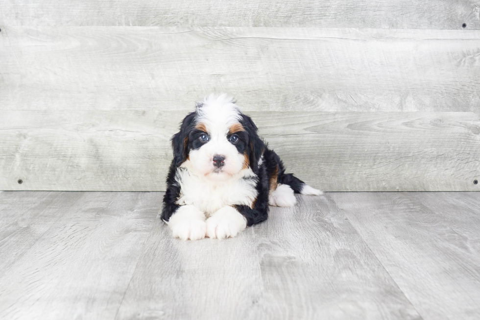 Playful Bernadoodle Poodle Mix Puppy