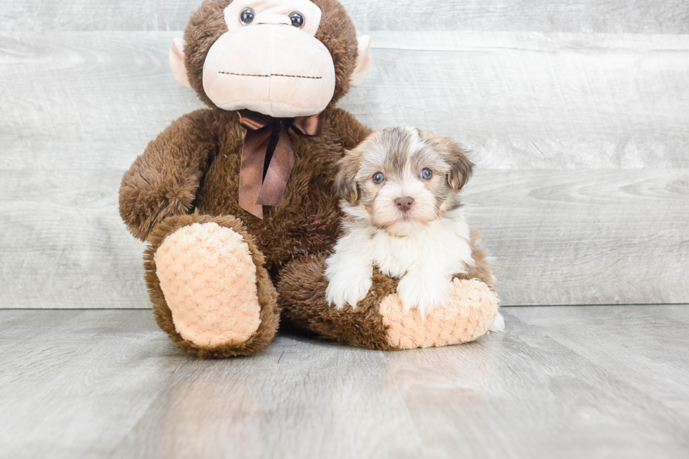 Playful Havanese Baby