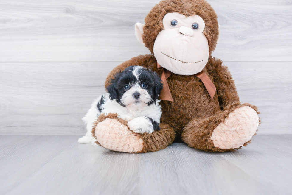 Teddy Bear Pup Being Cute