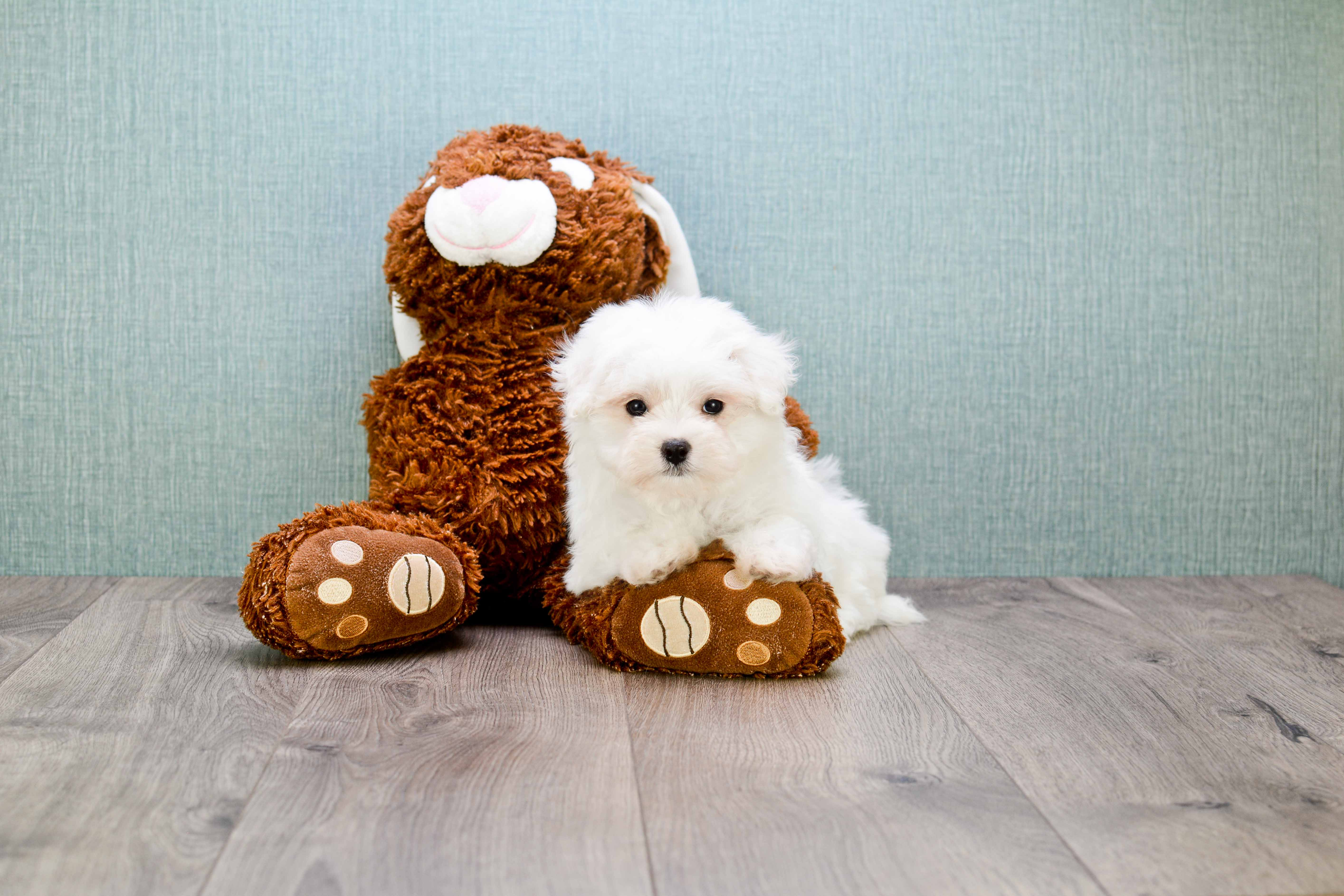 Playful Maltese Baby
