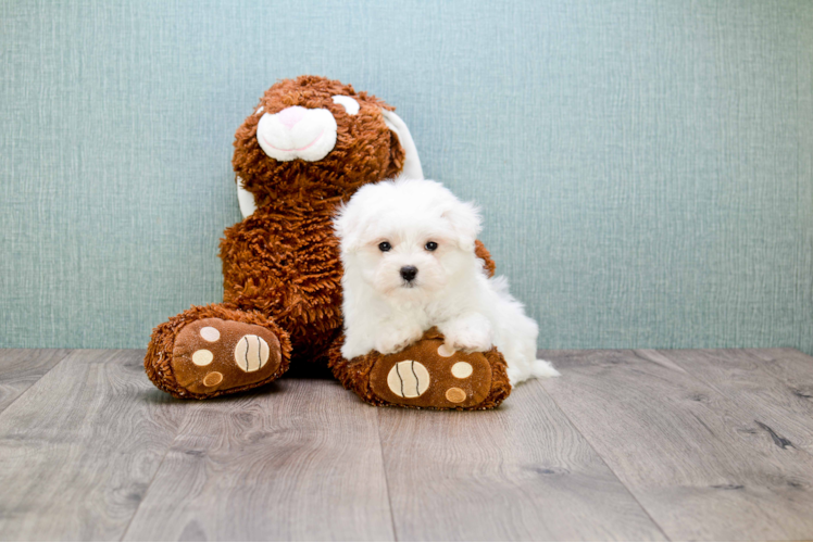 Playful Maltese Baby