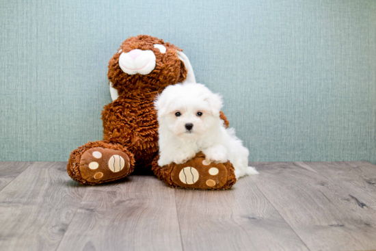 Playful Maltese Baby