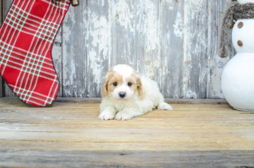 Popular Cavapoo Poodle Mix Pup