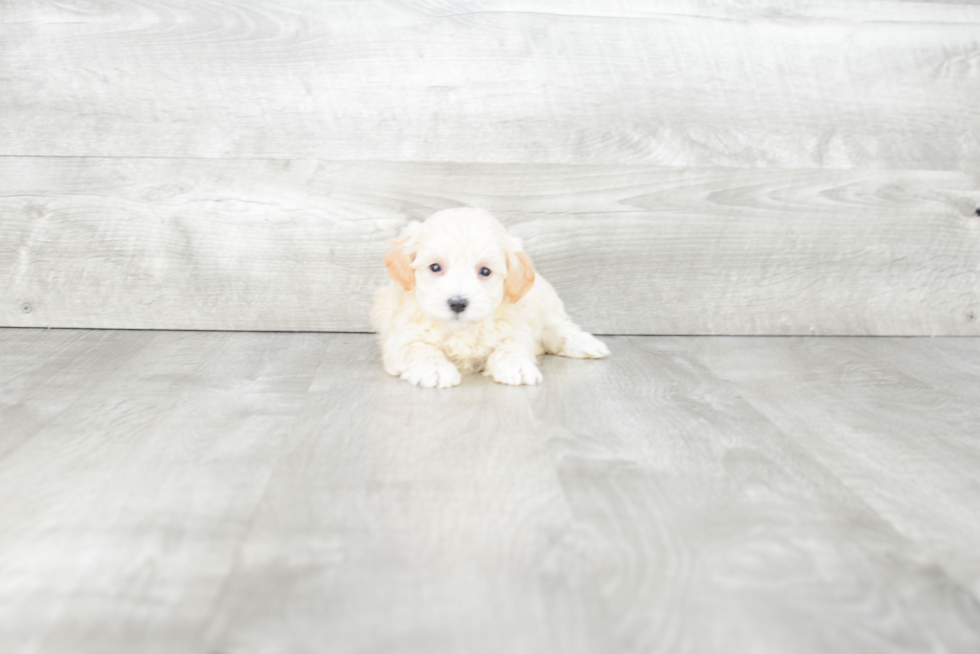 Sweet Maltipoo Baby